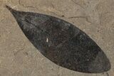 Leaf Fossil Plate - McAbee, BC #271312-3